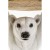 Stolik kawowy Polar Bear Animal Kare, stolik kawowy zwierzęcy, stolik kawowy z motywem zwierzęcym